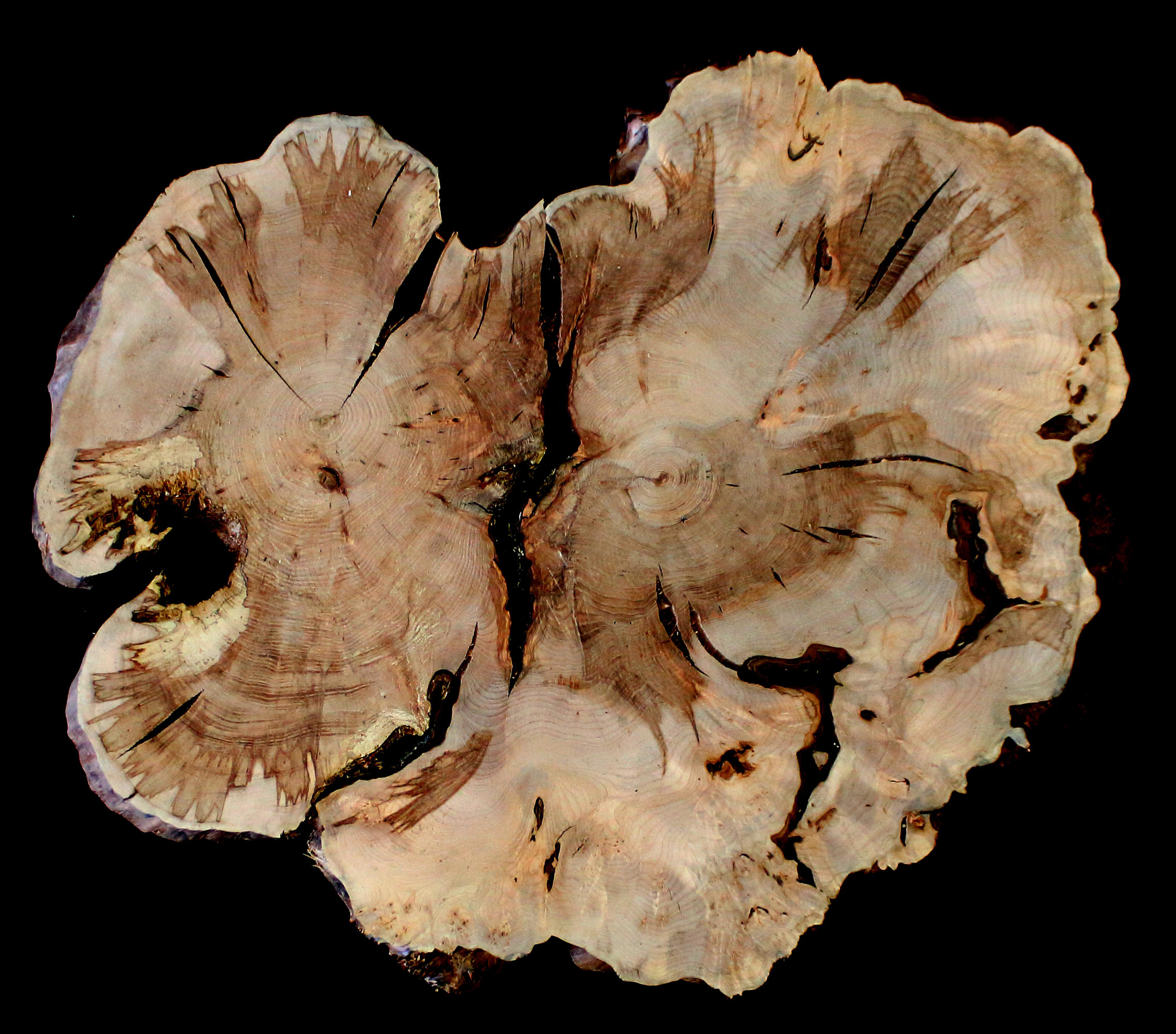 Maple Burl Slab (MA6141)