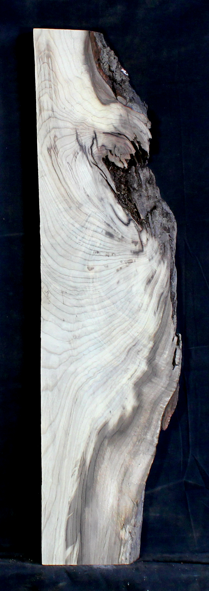 Myrtle Wood Natural Edge Table Slab MY1184I