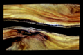 Myrtle Wood Slab