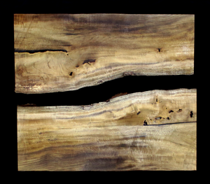 Myrtle Wood Slab, FW5840 - Far West Forest