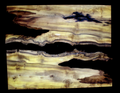 Myrtle Wood Slab
