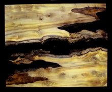 Myrtle Wood Natural Edge Slab (MY6149)