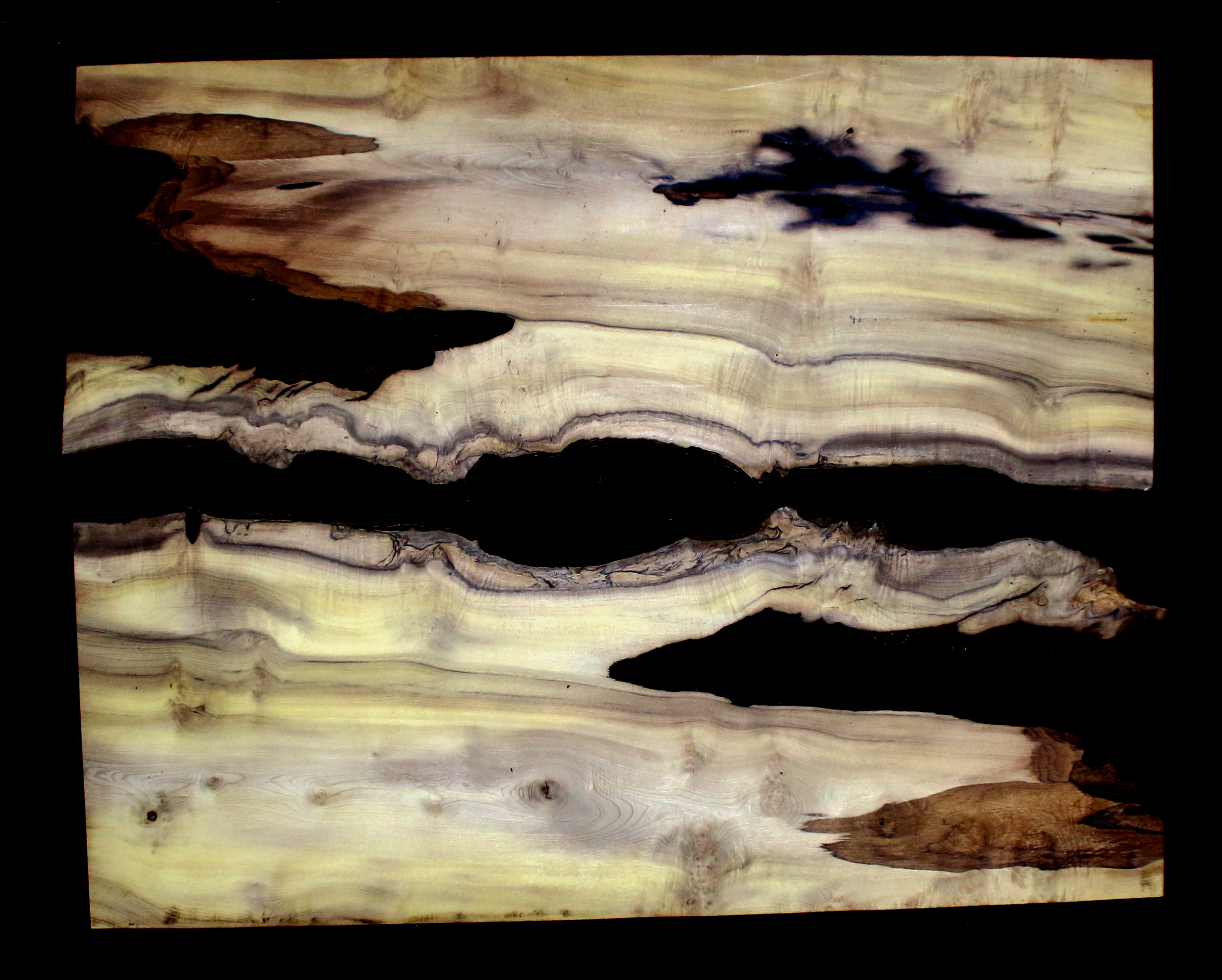 Myrtle Wood Natural Edge Slab (MY6149)