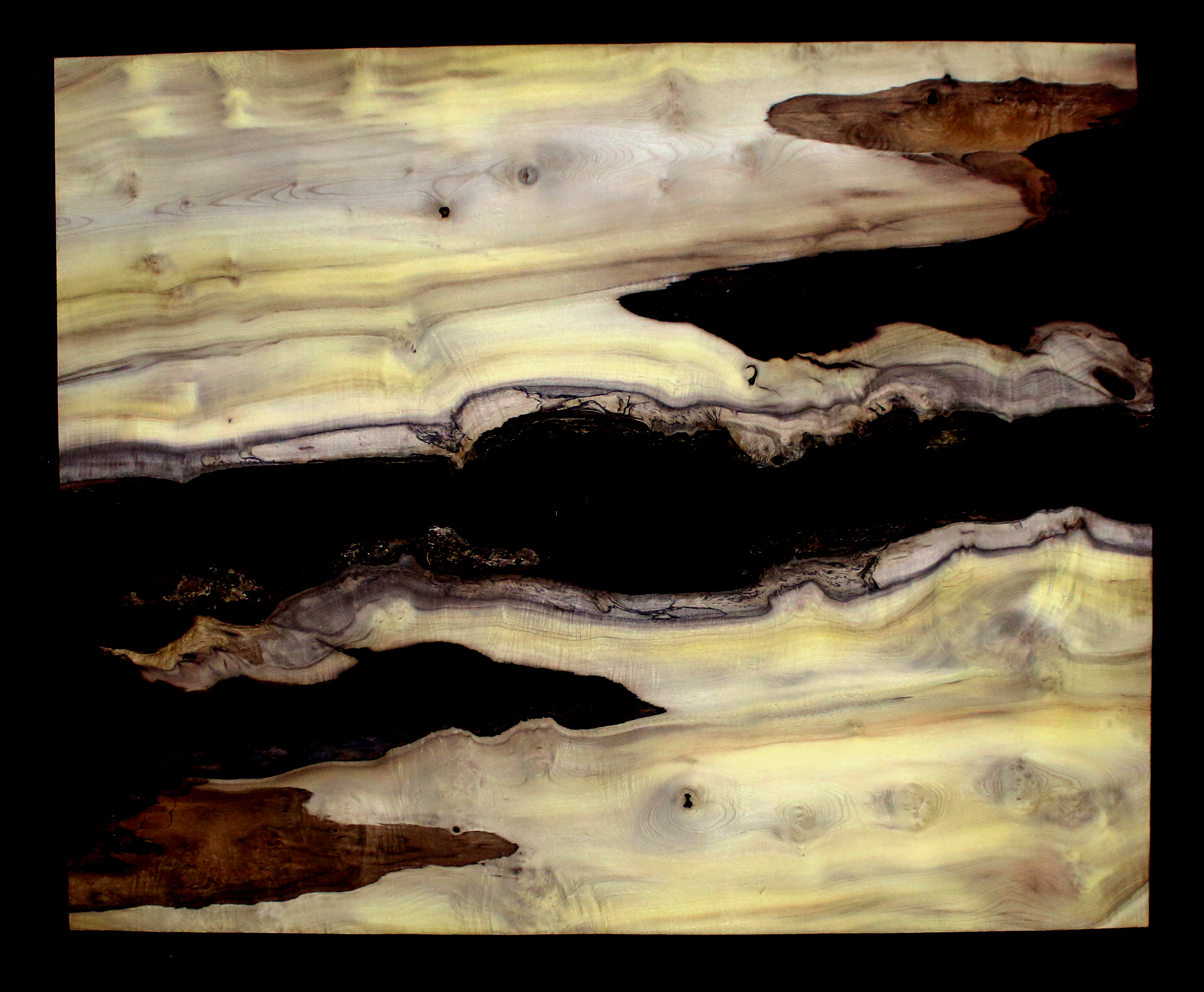 Myrtle Wood Natural Edge Slab (MY6149)