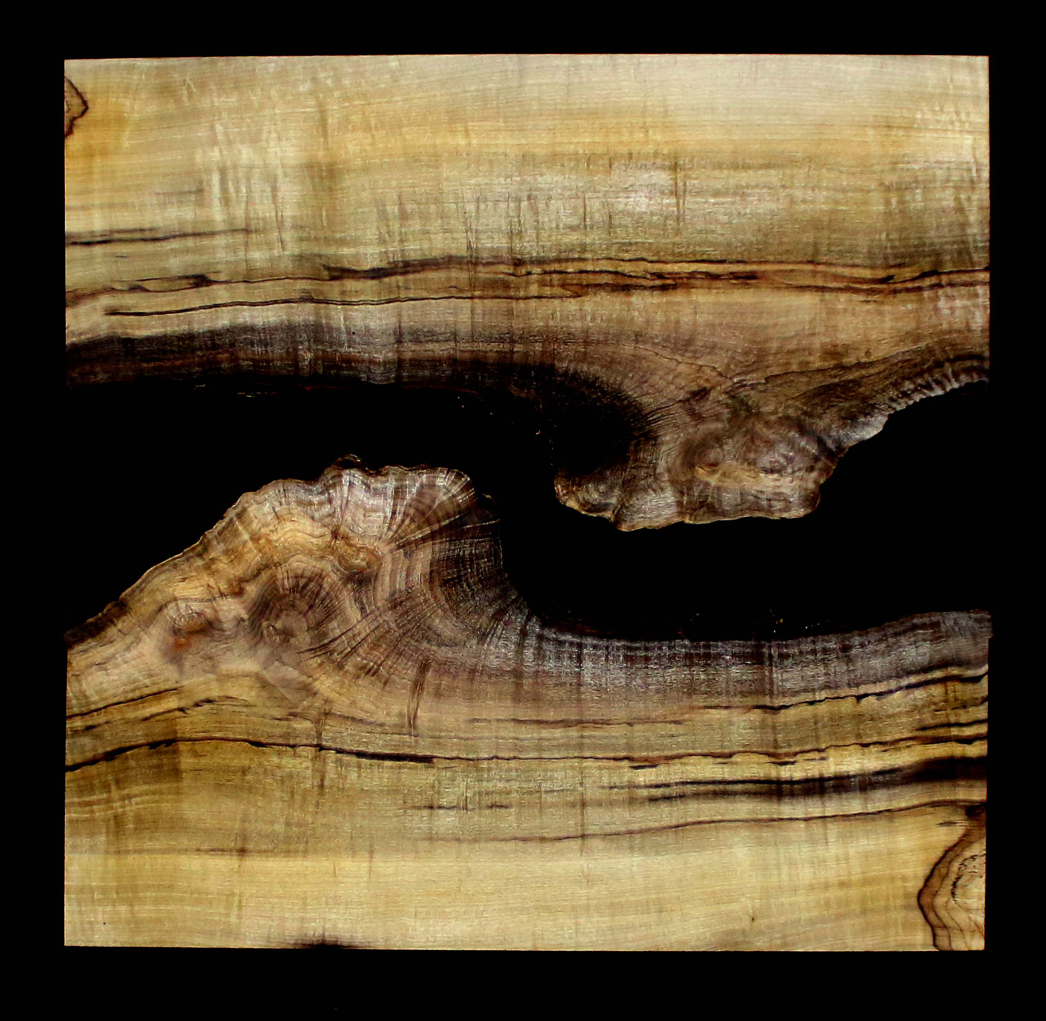 Myrtle Wood Slab