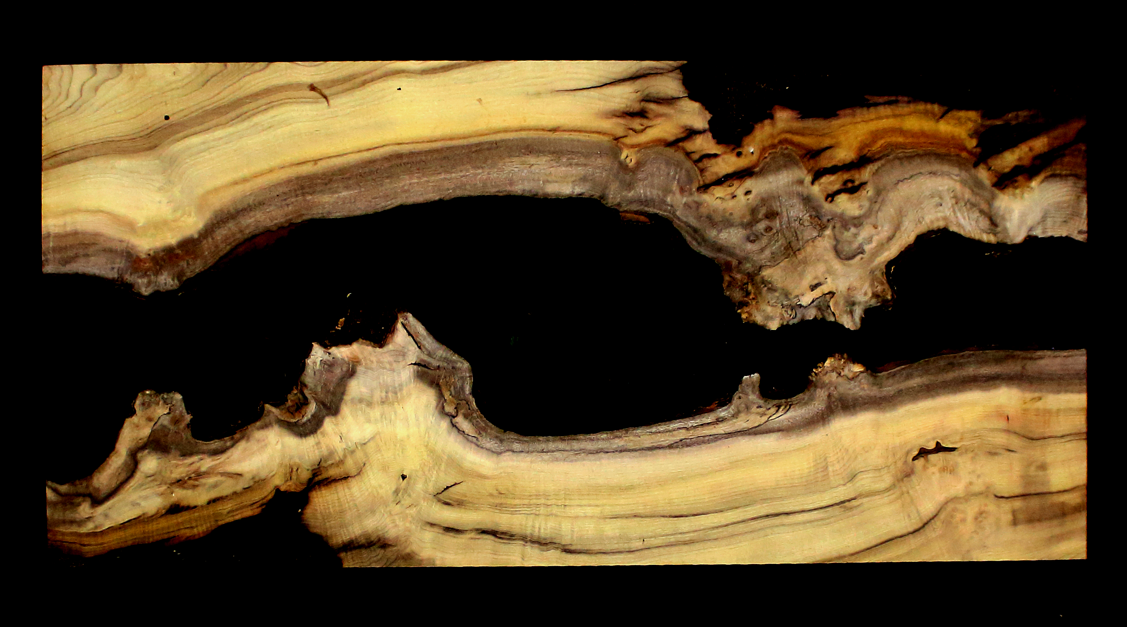 Myrtle Wood Natural Edge Slab (MY6151)
