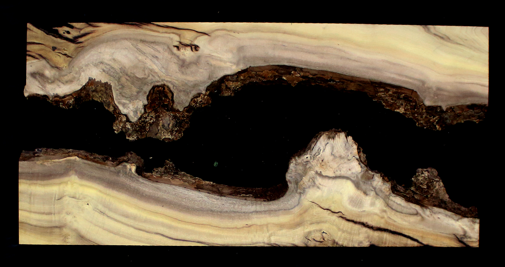 Myrtle Wood Natural Edge Slab (MY6151)