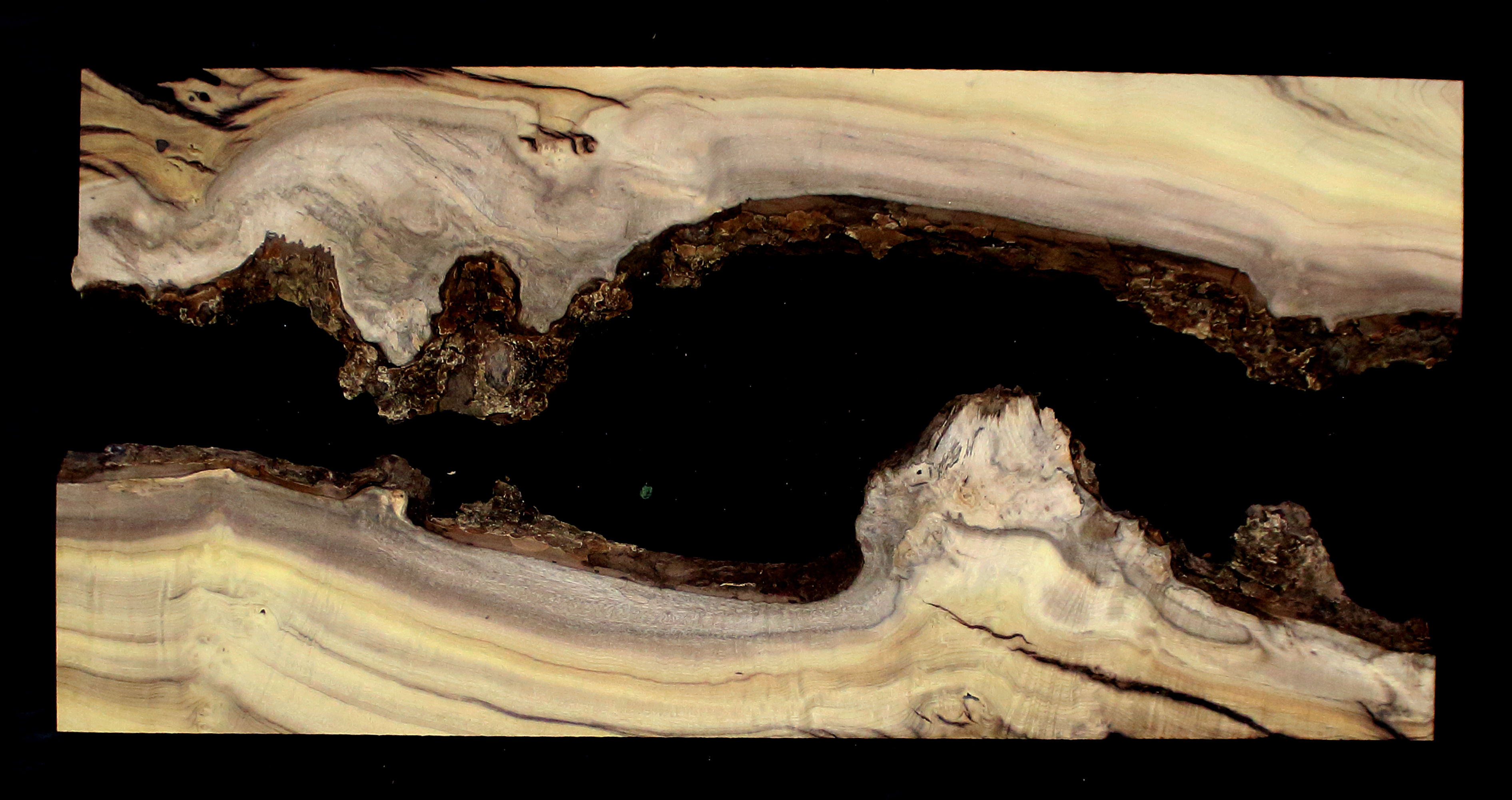Myrtle Wood Natural Edge Slab (MY6151)