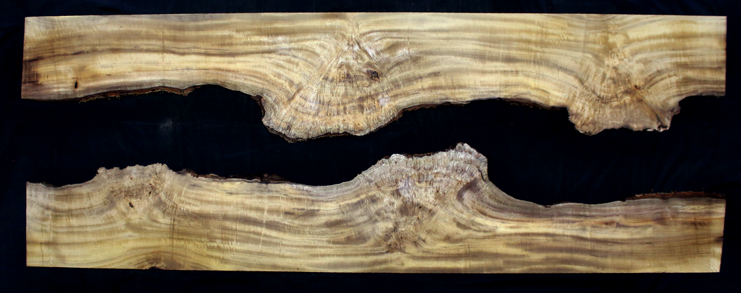 Myrtle Wood Slab 