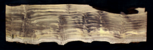 Myrtle Wood Natural Edge Slab (MY6157)