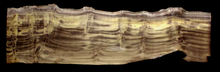 Myrtle Wood Natural Edge Slab (MY6157)