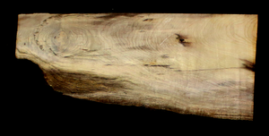 Myrtle Wood Natural Edge Slab (MY6176)