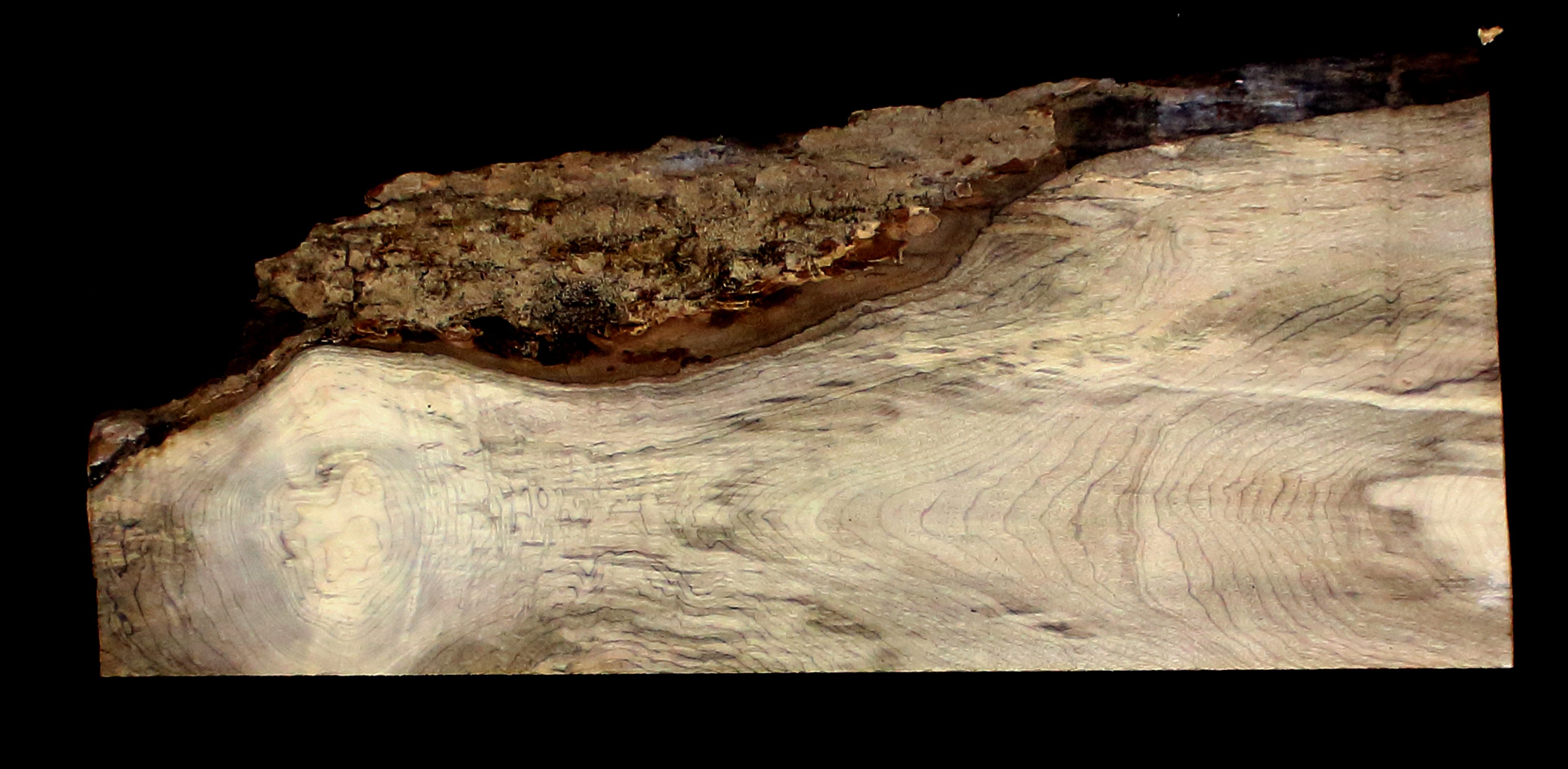 Myrtle Wood Natural Edge Slab (MY6176)