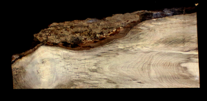 Myrtle Wood Natural Edge Slab (MY6176)