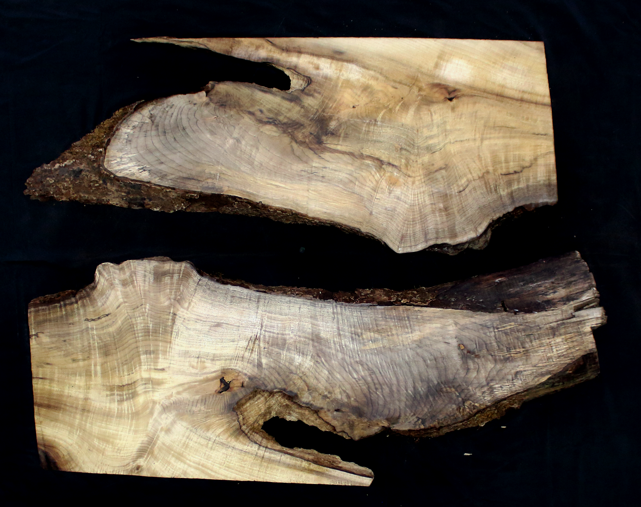 Myrtle Wood Natural Edge Slab (MY6179)