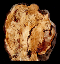 Tan Oak Burl Table Slab